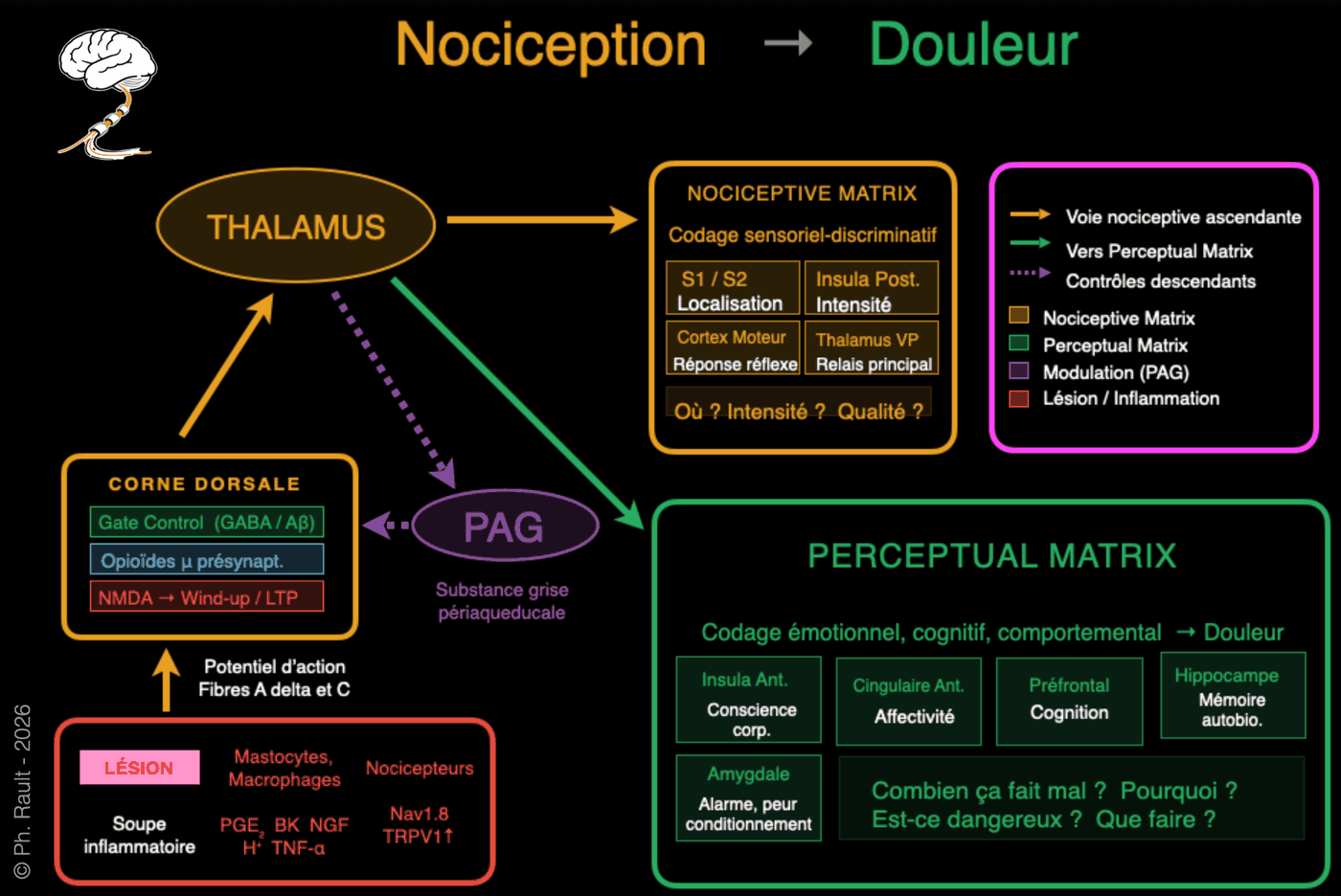 Schéma synthétique des voies de la nociception et de la douleur — du tissu lésé à la perception consciente, distinction Nociceptive Matrix / Perceptual Matrix — Dr Philippe Rault